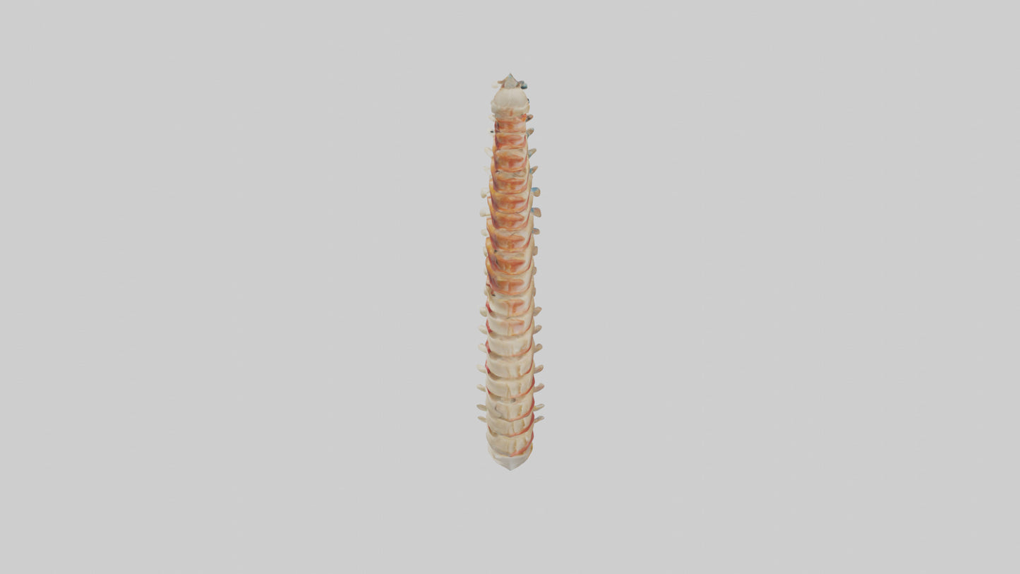 Human Spinal Cord Model VR / AR / low-poly