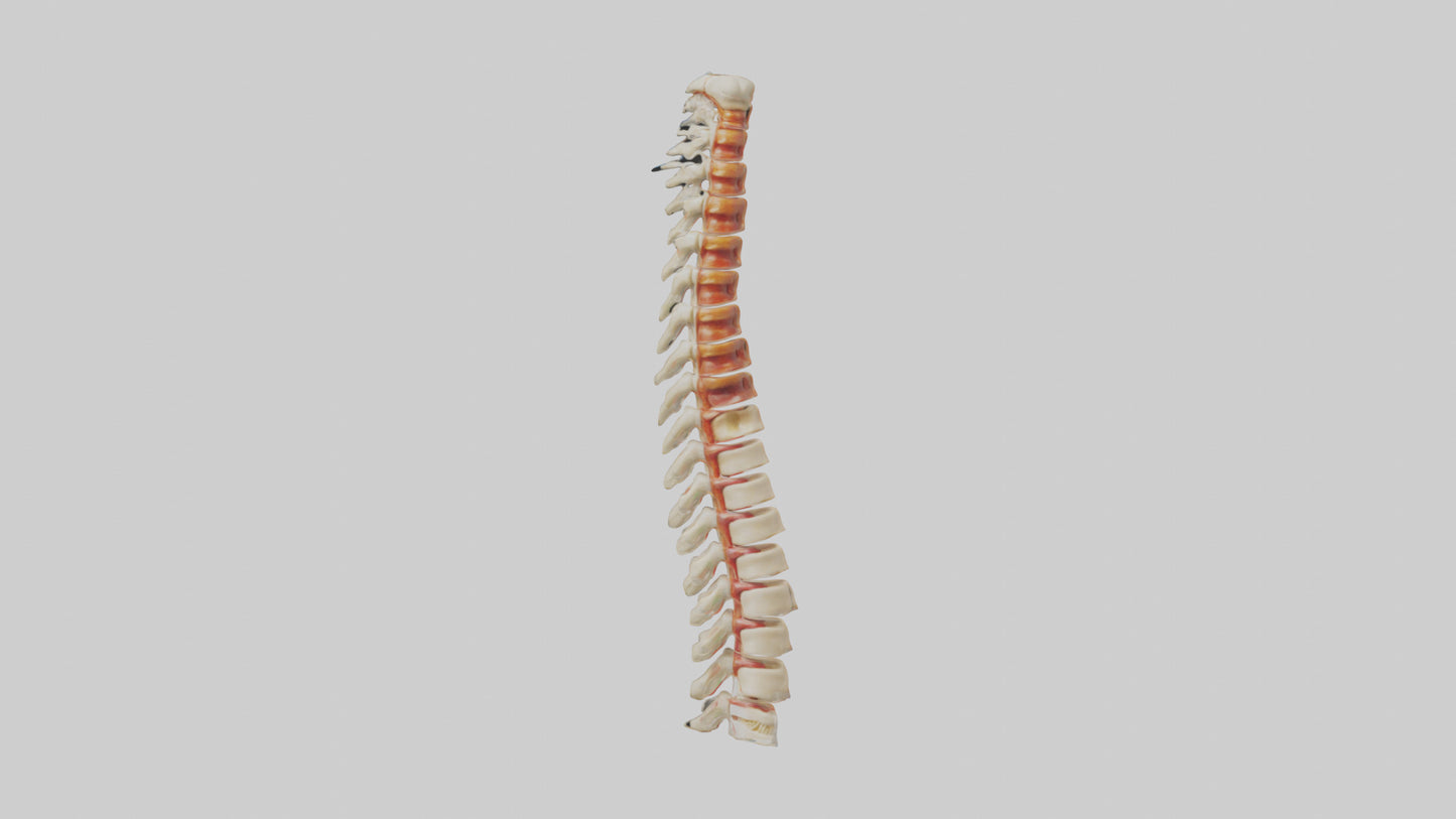 Human Spinal Cord Model VR / AR / low-poly