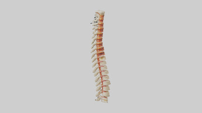 Human Spinal Cord Model VR / AR / low-poly