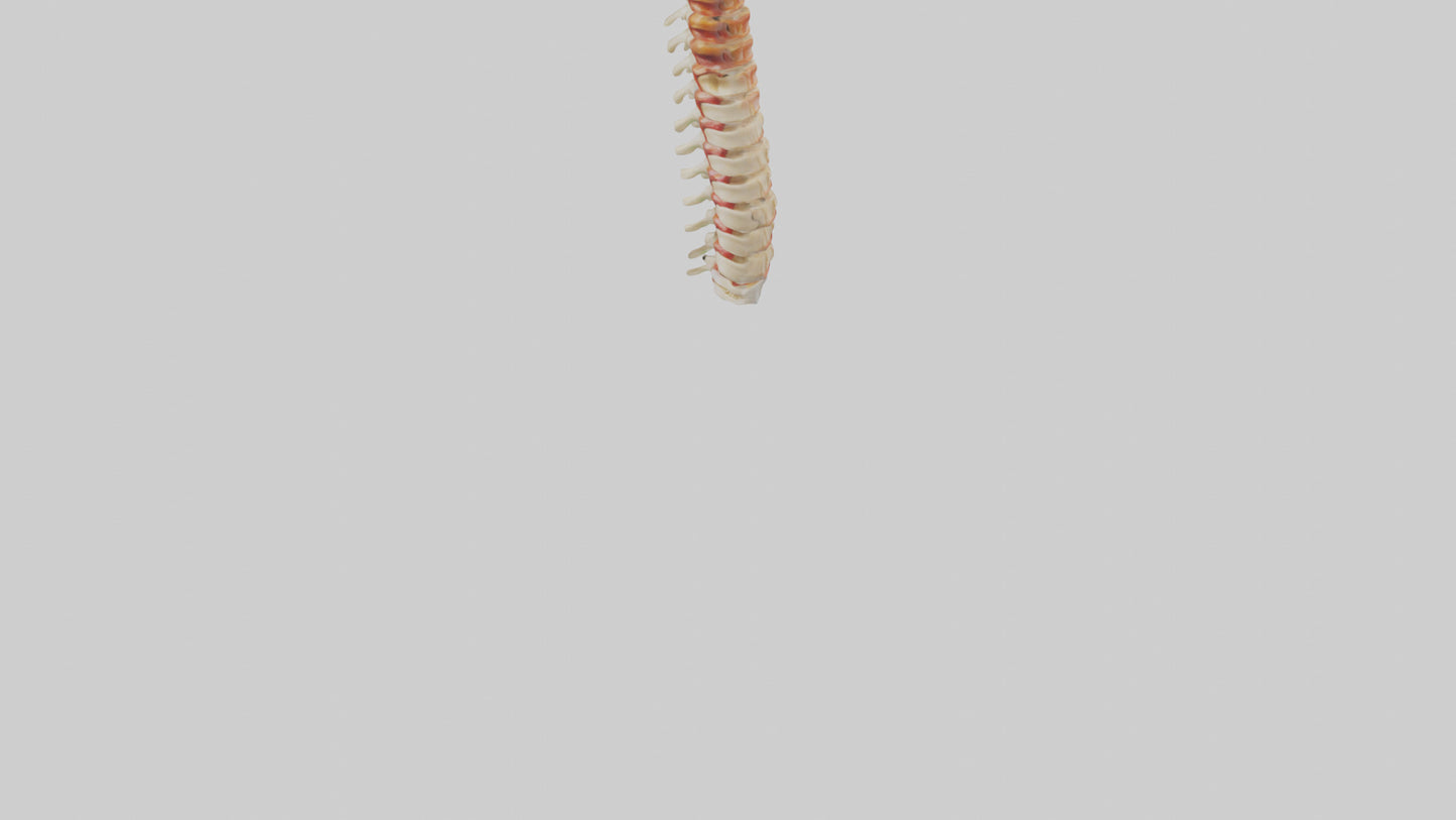 Human Spinal Cord Model VR / AR / low-poly