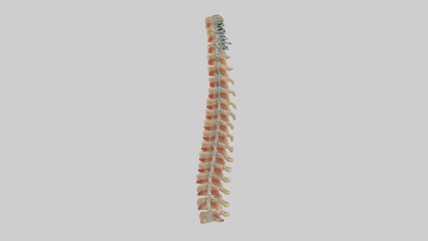 Human Spinal Cord Model VR / AR / low-poly