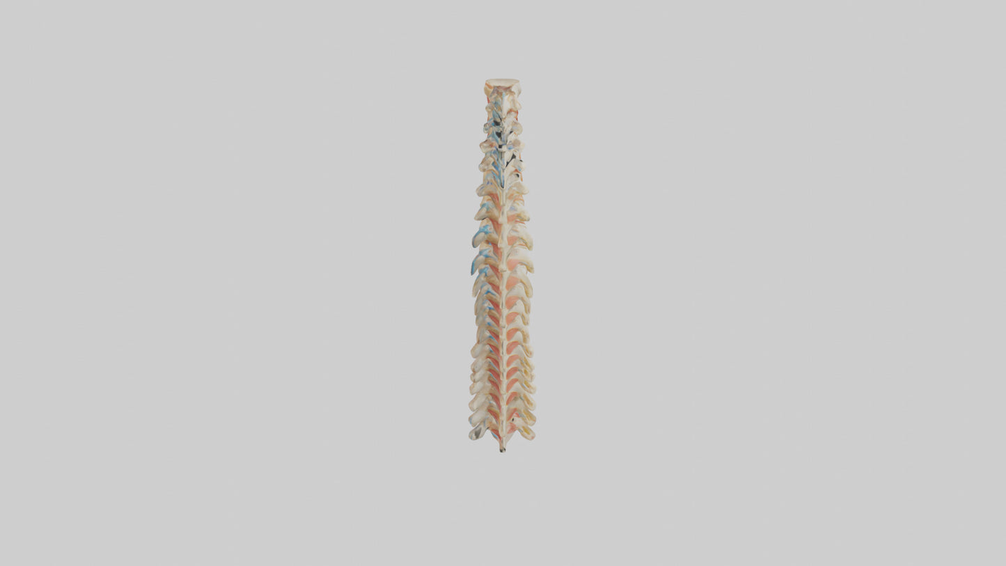 Human Spinal Cord Model VR / AR / low-poly