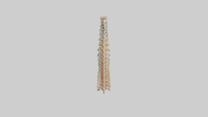 Human Spinal Cord Model VR / AR / low-poly