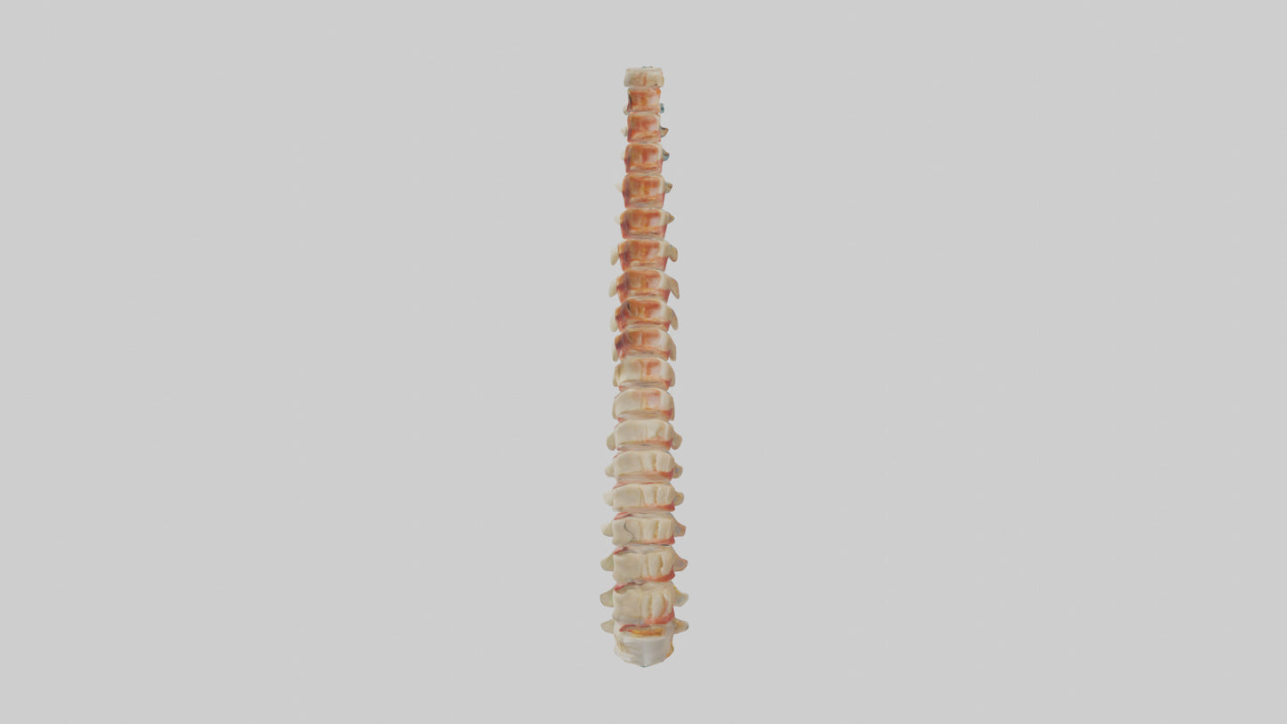 Human Spinal Cord Model VR / AR / low-poly