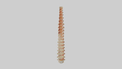 Human Spinal Cord Model VR / AR / low-poly