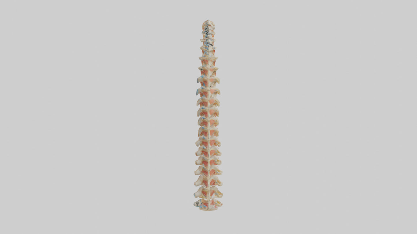 Human Spinal Cord Model VR / AR / low-poly