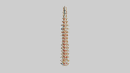 Human Spinal Cord Model VR / AR / low-poly