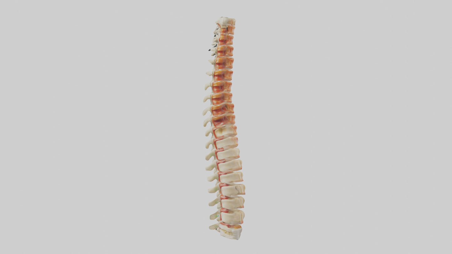 Human Spinal Cord Model VR / AR / low-poly