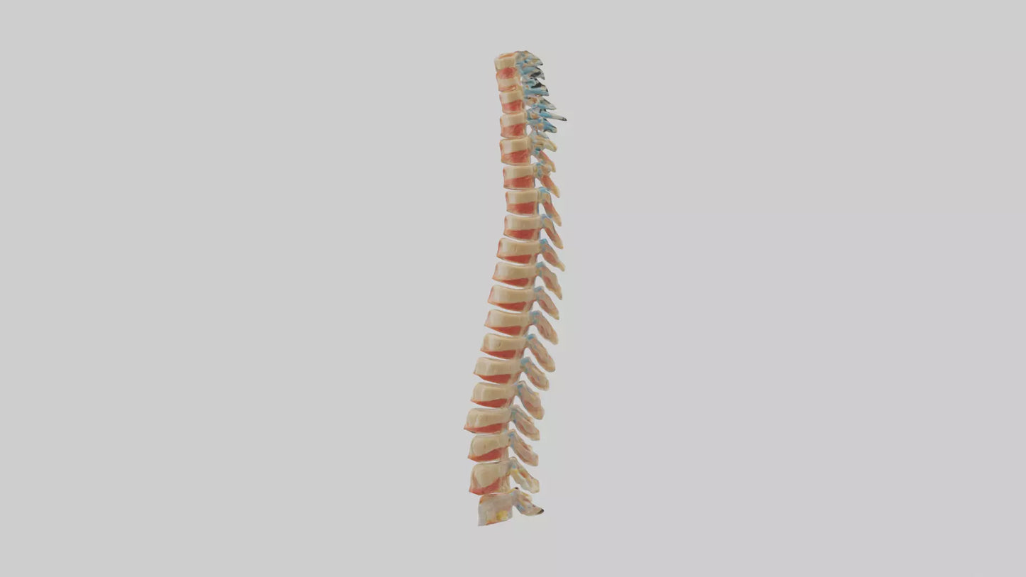 Human Spinal Cord Model VR / AR / low-poly