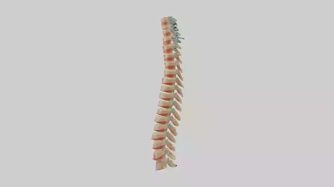 Human Spinal Cord Model VR / AR / low-poly