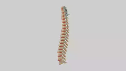 Human Spinal Cord Model VR / AR / low-poly