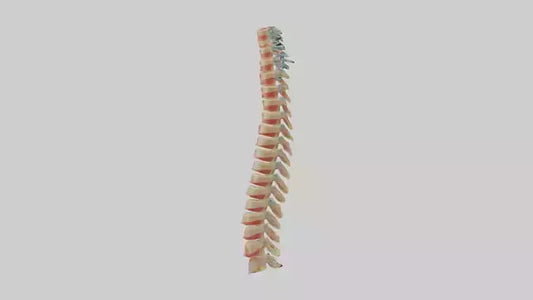Human Spinal Cord Model VR / AR / low-poly
