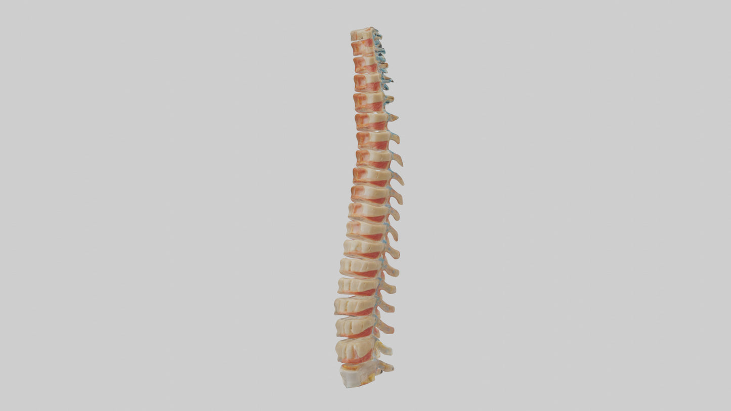 Human Spinal Cord Model VR / AR / low-poly