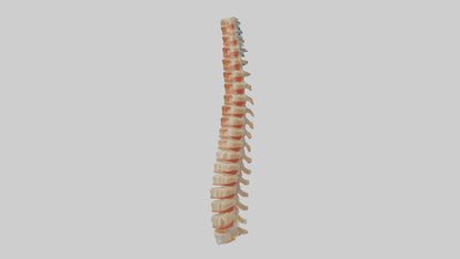 Human Spinal Cord Model VR / AR / low-poly