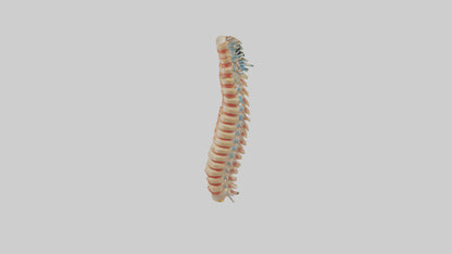 Human Spinal Cord Model VR / AR / low-poly