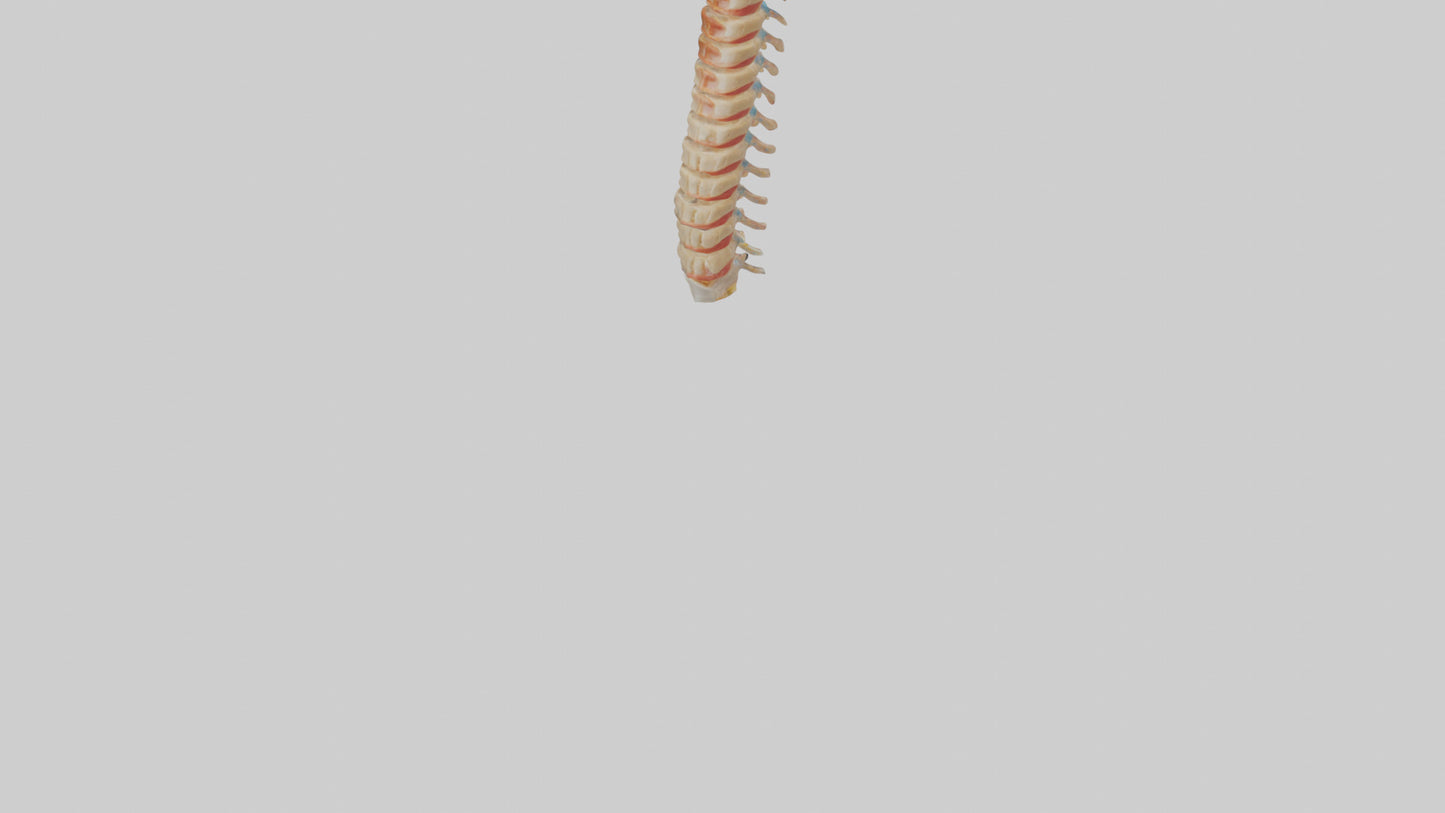 Human Spinal Cord Model VR / AR / low-poly