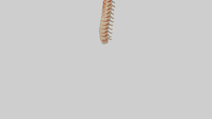 Human Spinal Cord Model VR / AR / low-poly