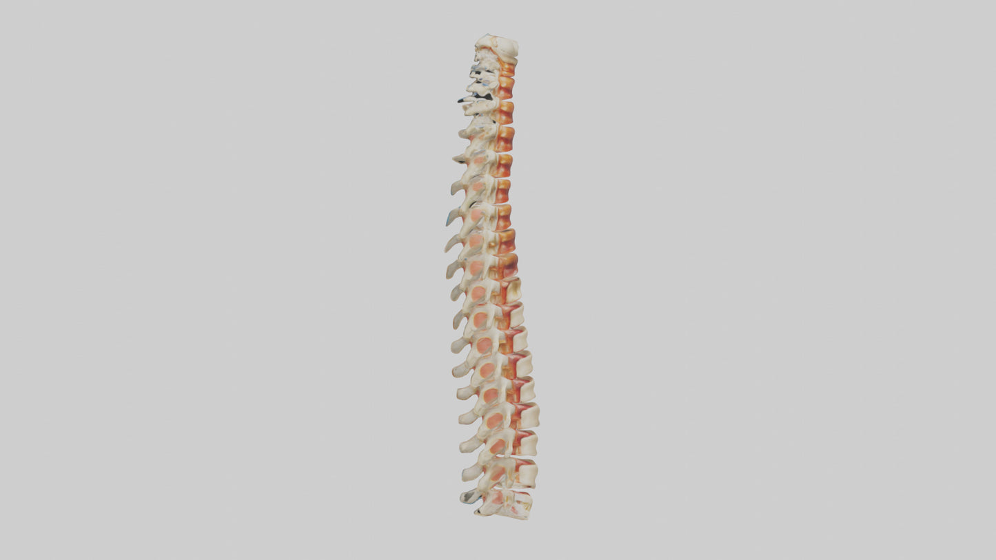 Human Spinal Cord Model VR / AR / low-poly