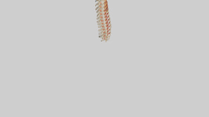 Human Spinal Cord Model VR / AR / low-poly