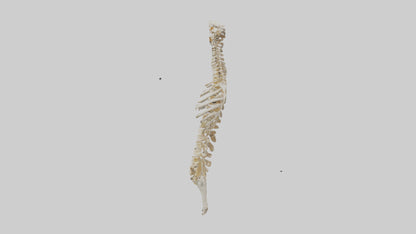 3D model Human Spine Skeleton model VR / AR / low-poly