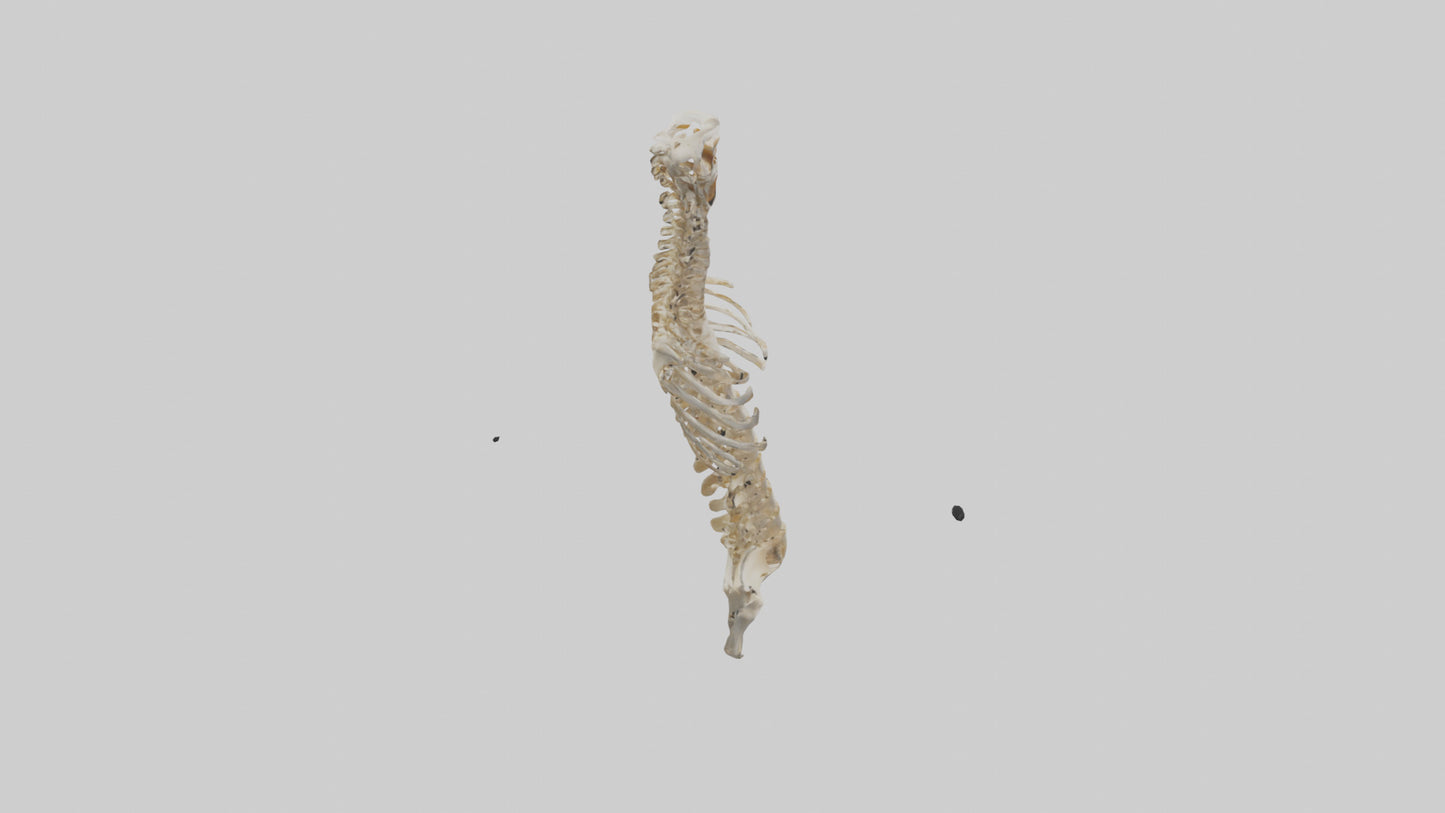 3D model Human Spine Skeleton model VR / AR / low-poly