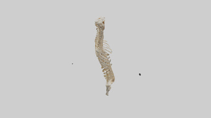 3D model Human Spine Skeleton model VR / AR / low-poly