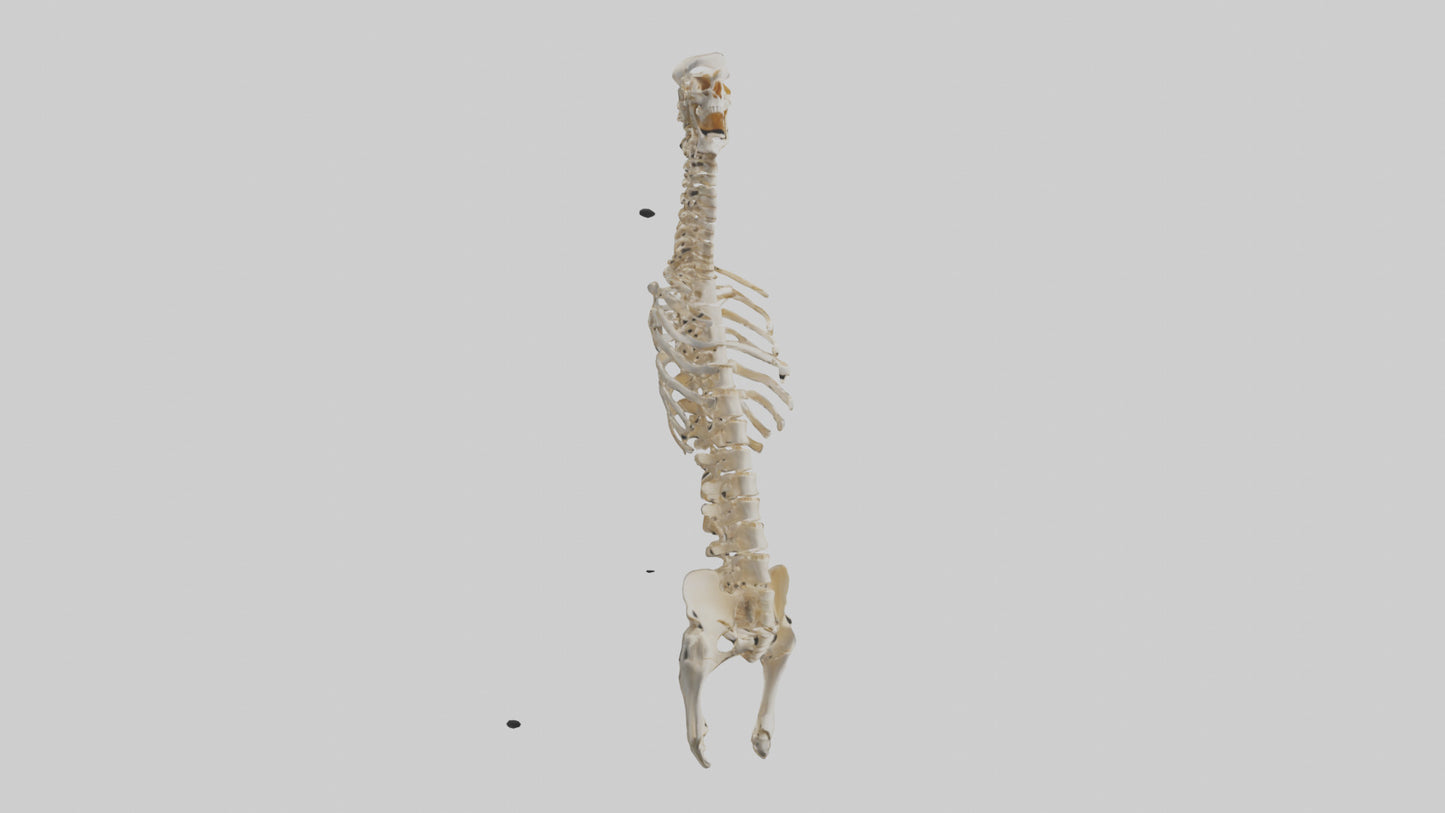 3D model Human Spine Skeleton model VR / AR / low-poly