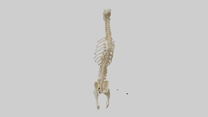 3D model Human Spine Skeleton model VR / AR / low-poly