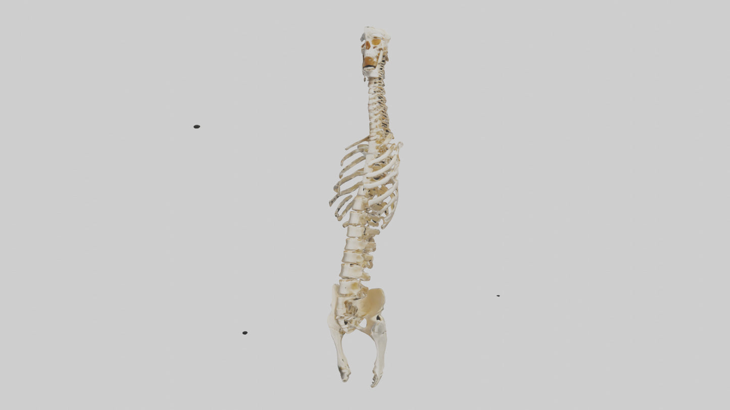 3D model Human Spine Skeleton model VR / AR / low-poly