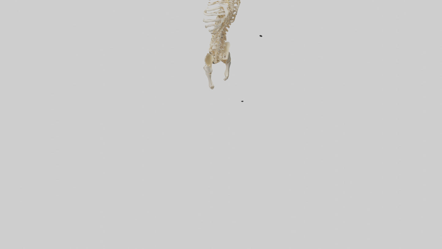 3D model Human Spine Skeleton model VR / AR / low-poly