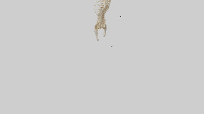 3D model Human Spine Skeleton model VR / AR / low-poly