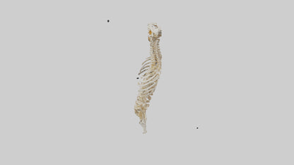 3D model Human Spine Skeleton model VR / AR / low-poly
