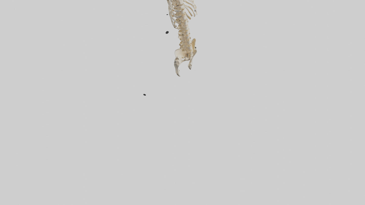 3D model Human Spine Skeleton model VR / AR / low-poly