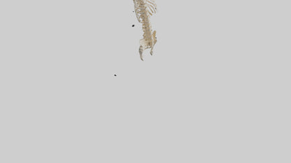 3D model Human Spine Skeleton model VR / AR / low-poly