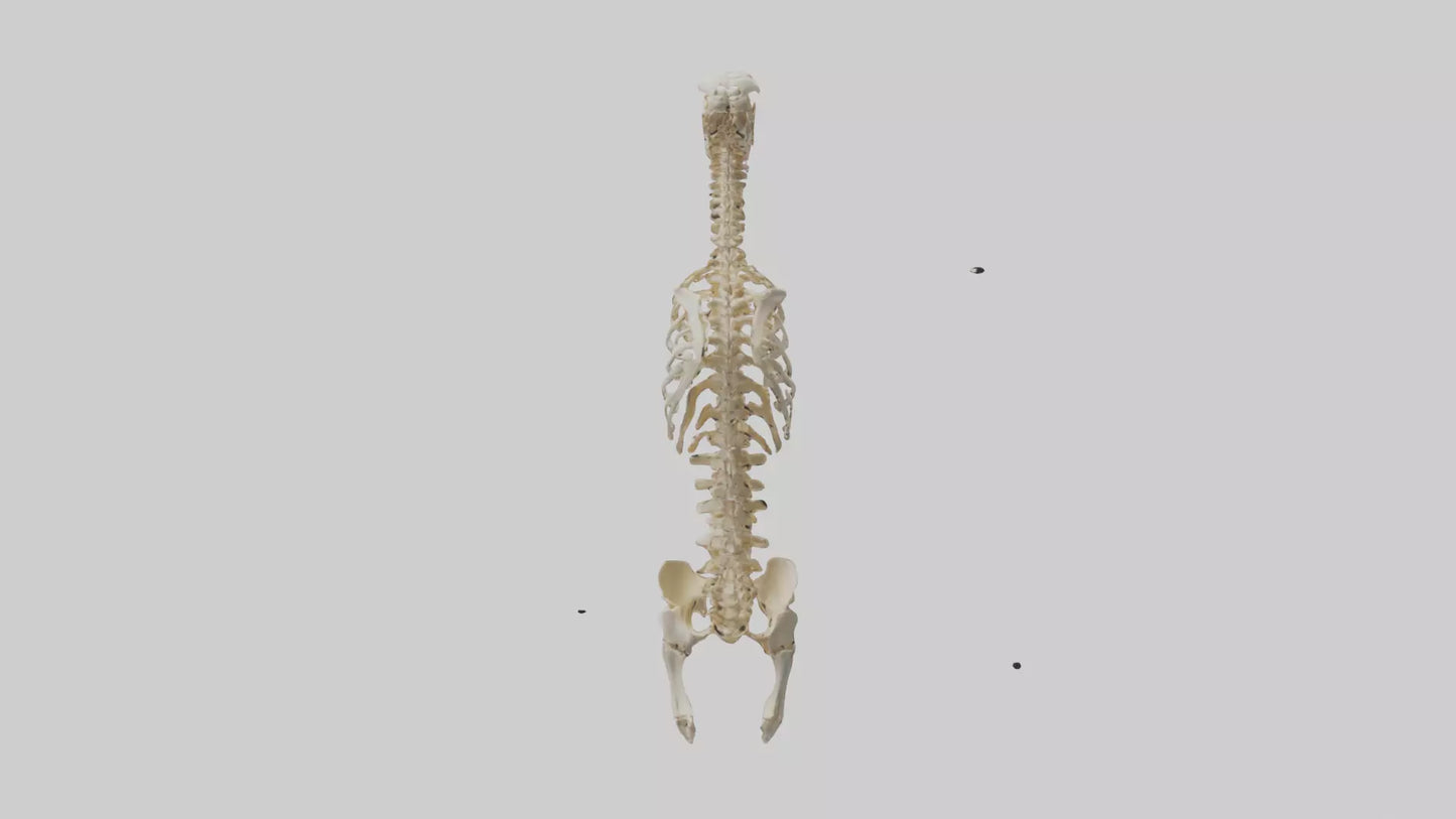 3D model Human Spine Skeleton model VR / AR / low-poly