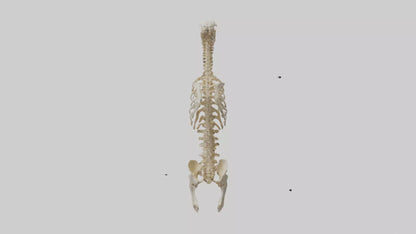 3D model Human Spine Skeleton model VR / AR / low-poly