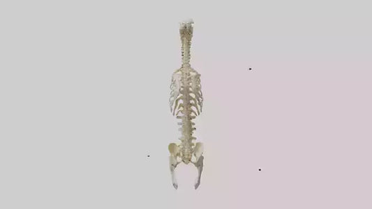 3D model Human Spine Skeleton model VR / AR / low-poly