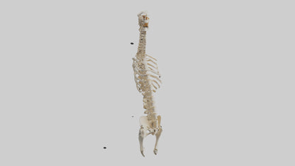 3D model Human Spine Skeleton model VR / AR / low-poly
