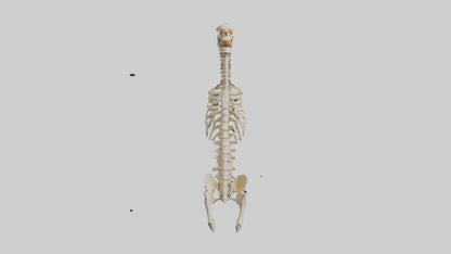 3D model Human Spine Skeleton model VR / AR / low-poly