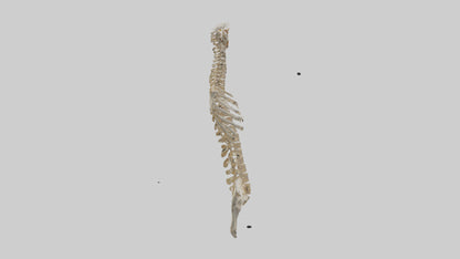3D model Human Spine Skeleton model VR / AR / low-poly