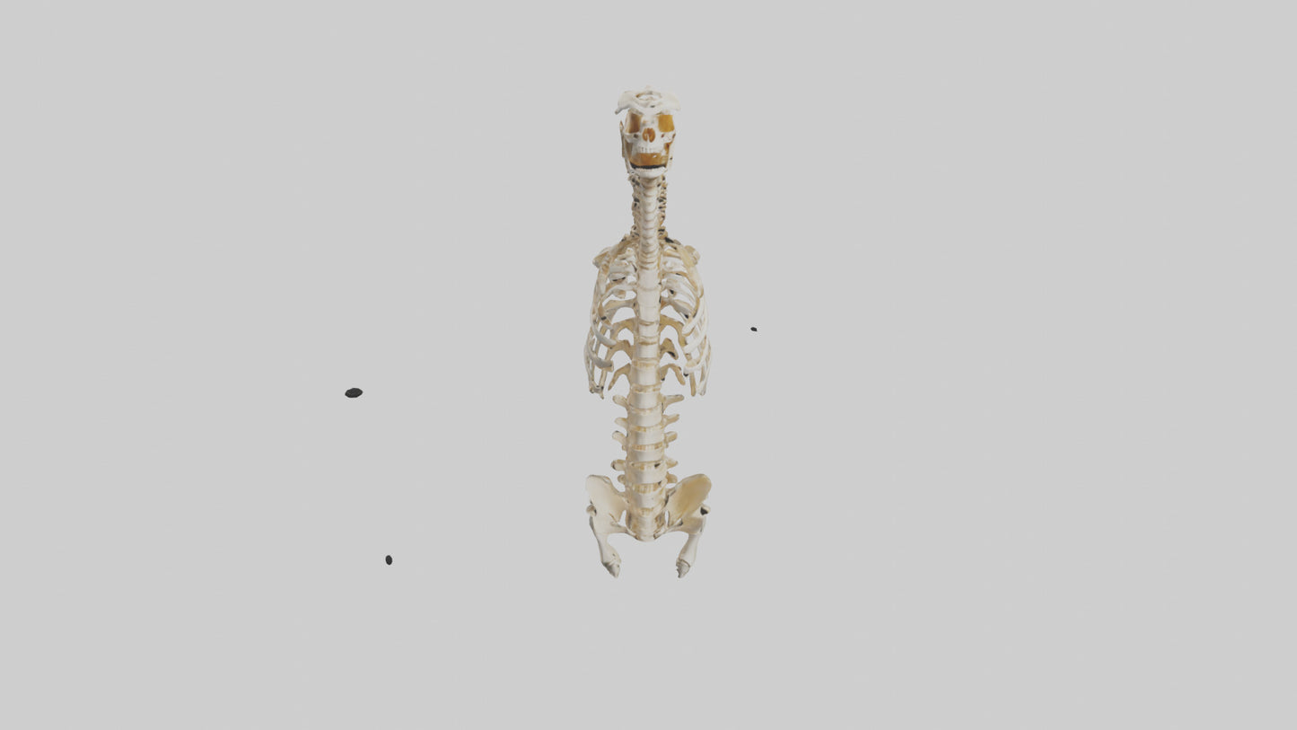 3D model Human Spine Skeleton model VR / AR / low-poly