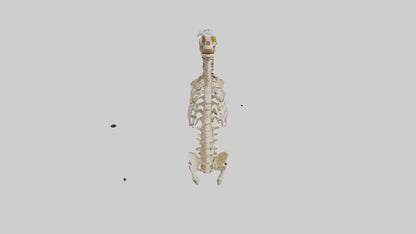 3D model Human Spine Skeleton model VR / AR / low-poly
