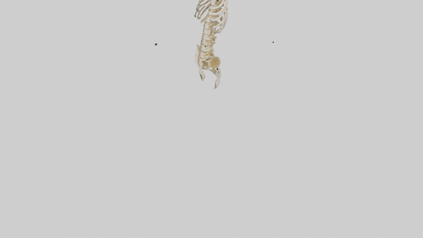 3D model Human Spine Skeleton model VR / AR / low-poly