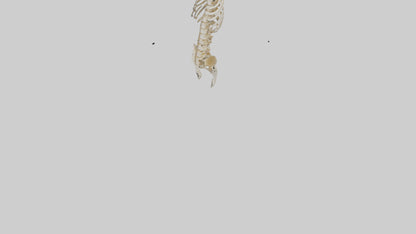 3D model Human Spine Skeleton model VR / AR / low-poly