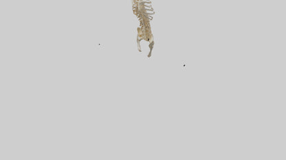 3D model Human Spine Skeleton model VR / AR / low-poly