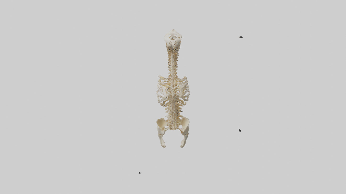 3D model Human Spine Skeleton model VR / AR / low-poly