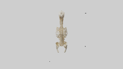 3D model Human Spine Skeleton model VR / AR / low-poly