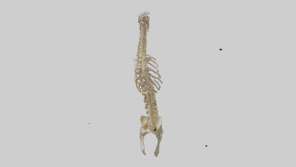 3D model Human Spine Skeleton model VR / AR / low-poly