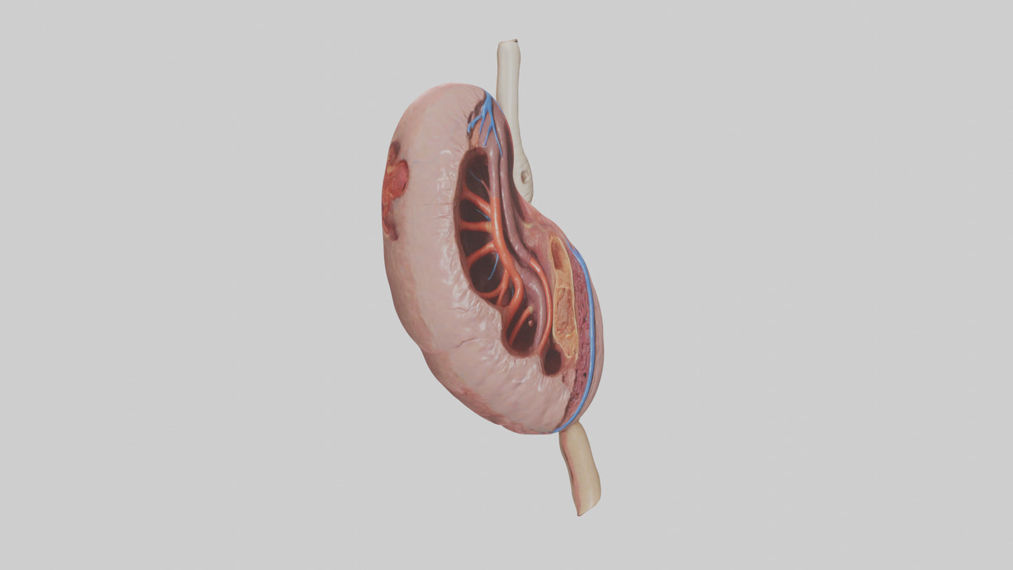 3D model Human Spleen Model VR / AR / low-poly