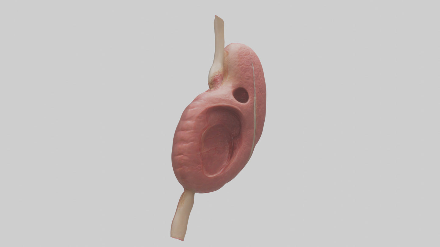 3D model Human Spleen Model VR / AR / low-poly
